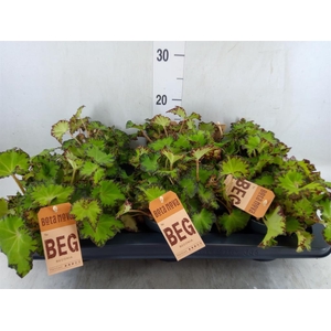 Begonia BD 'MagicColours Jive'