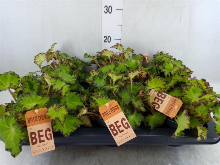 <h4>Begonia BD 'MagicColours Jive'</h4>