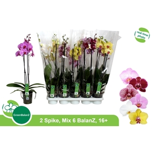 PHAL GEM 6 KL