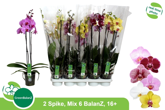 <h4>PHAL GEM 6 KL</h4>