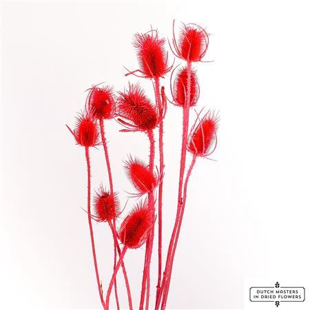 <h4>Dried Cardistella Cerice Bunch</h4>