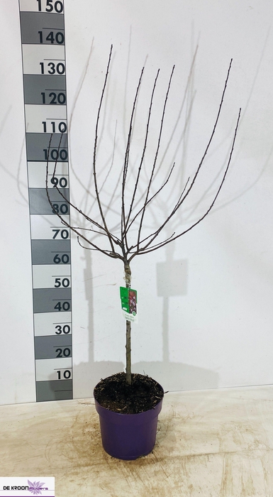 <h4>PRUN CISTENA</h4>