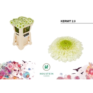 Gerbera mini Pomponi Kermit 2.0