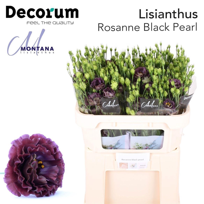 <h4>Eus G Rosanne Black Pearl New</h4>