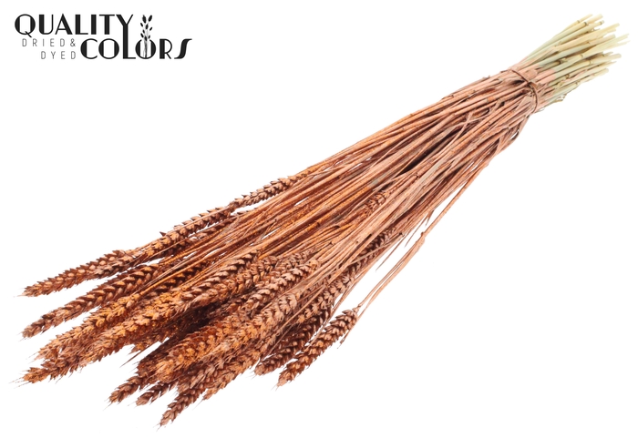 <h4>Triticum per bunch Copper + Glitter</h4>