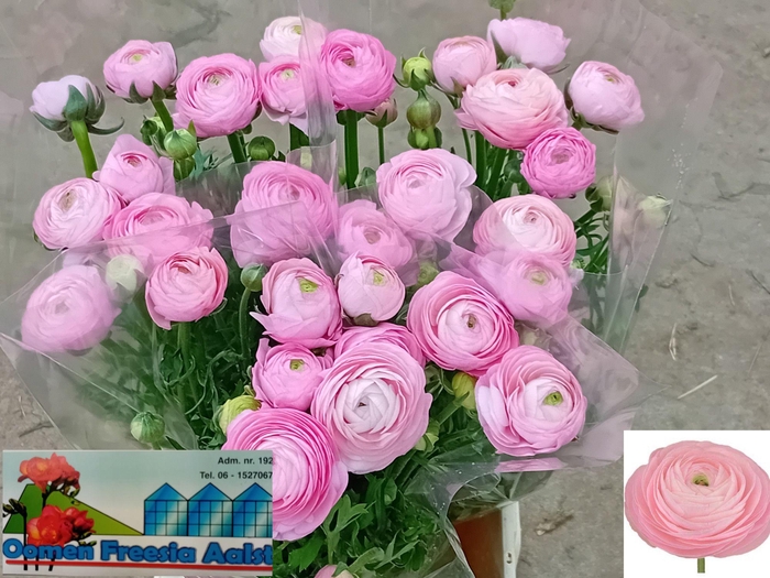 <h4>RAN AAZUR ROSE</h4>