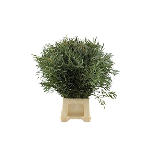 Euca Nicoly 60 Cm Fijn Blad