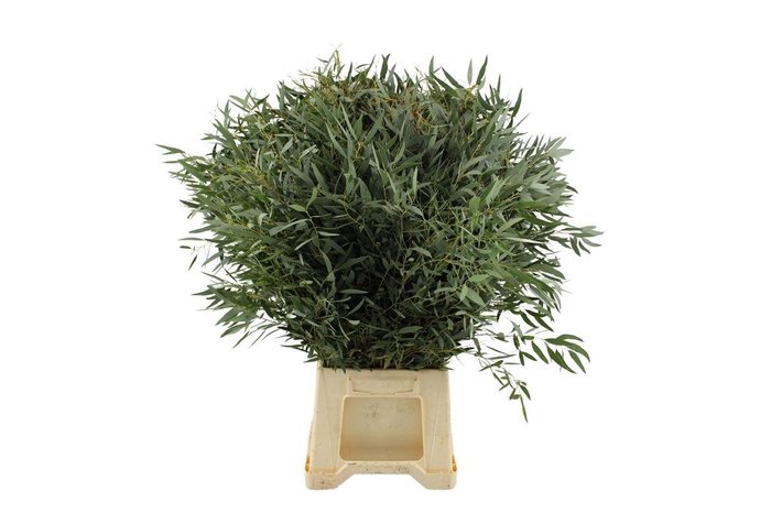 <h4>Euca Nicoly 60 Cm Fijn Blad</h4>