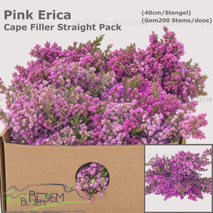 <h4>ERICA CORIFOLIA</h4>