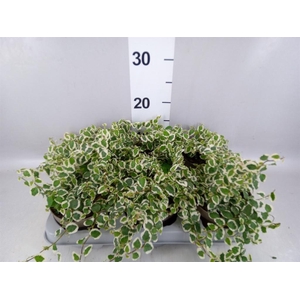 Ficus pumila 'Belle Sunny'