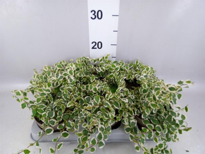 <h4>Ficus pumila 'Belle Sunny'</h4>