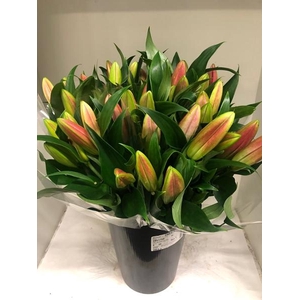 LI OR X TR TABLEDANC