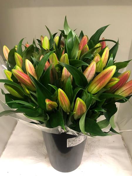 <h4>LI OR X TR TABLEDANC</h4>