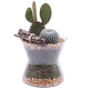 Yearround Arr. Cactus Glass Hourglass Ø13cm 2PP