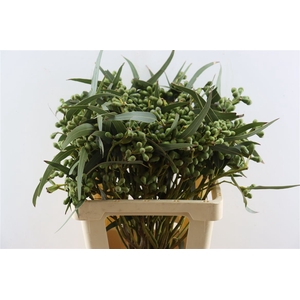 Euca Berry Long 60cm P Bunch