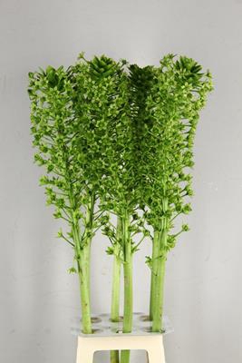 <h4>Eucomis P-e Goliath</h4>