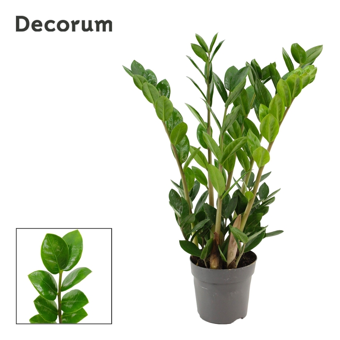<h4>Zamioculcas Lima 10,5 cm Decorum 45 cm, 4+ veren</h4>