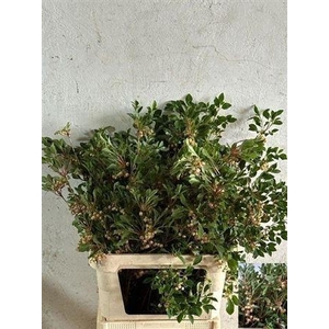 Enkianthus 120cm P Stem