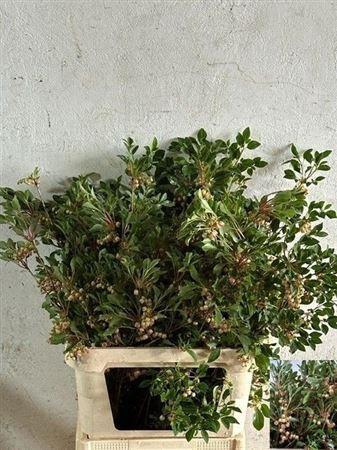 <h4>Enkianthus 120cm P Stem</h4>
