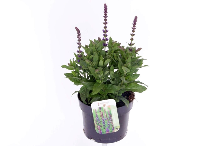 <h4>Salvia nemorosa Ostfriesland</h4>