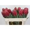 Protea Venus