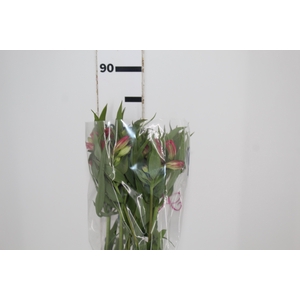 ALSTROEMERIA ALYNA 080 CM