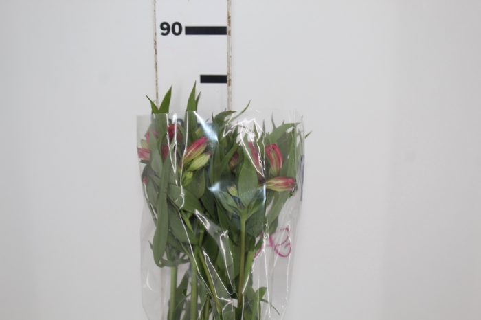 <h4>ALSTROEMERIA ALYNA 080 CM</h4>