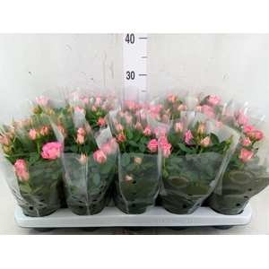 Rosa  'Fame Kordana'