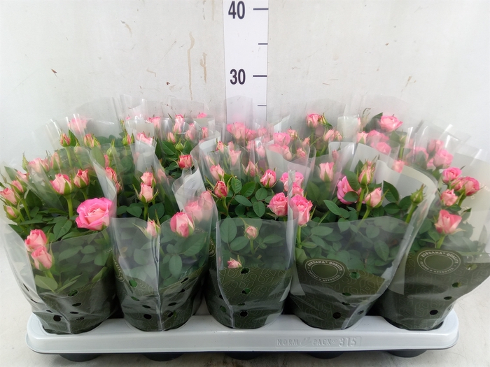 <h4>Rosa  'Fame Kordana'</h4>