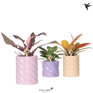 Kolibri Greens Philodendron mix in Candy pot pink mix