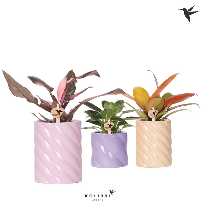 <h4>Kolibri Greens Philodendron mix in Candy pot pink mix</h4>