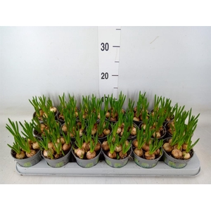 Muscari  'Magic White'