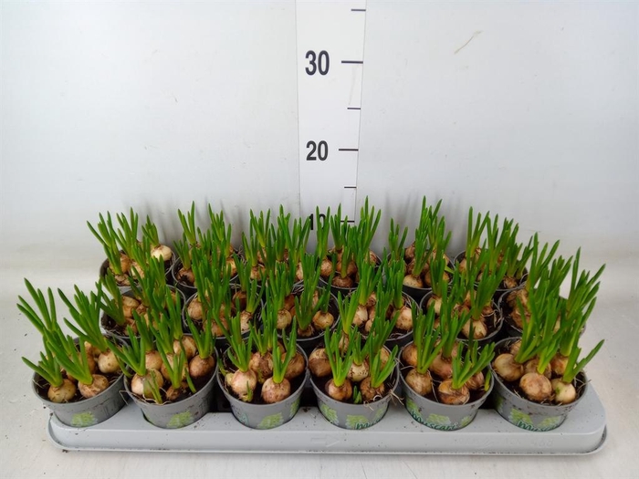 <h4>Muscari  'Magic White'</h4>