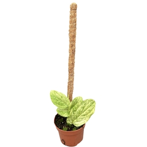 Rhaphidophora korthalsii marble aurea