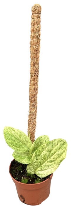 <h4>Rhaphidophora korthalsii marble aurea</h4>