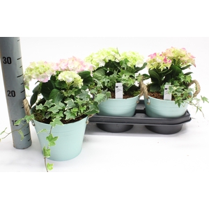 ARR HYDRANGEA