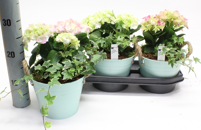 <h4>ARR HYDRANGEA</h4>