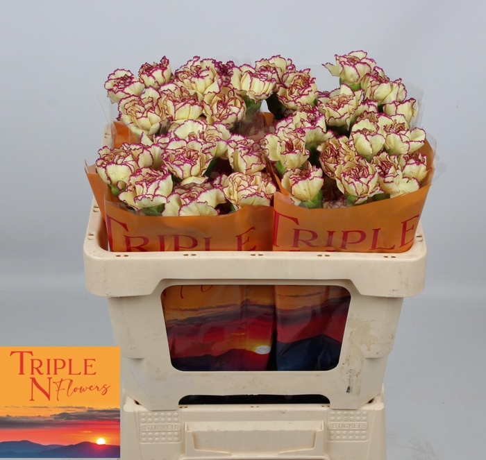 <h4>DI ST FLOUNDER+</h4>