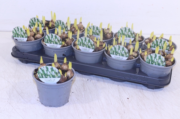 <h4>MUSCAR WHITE MAGIC</h4>