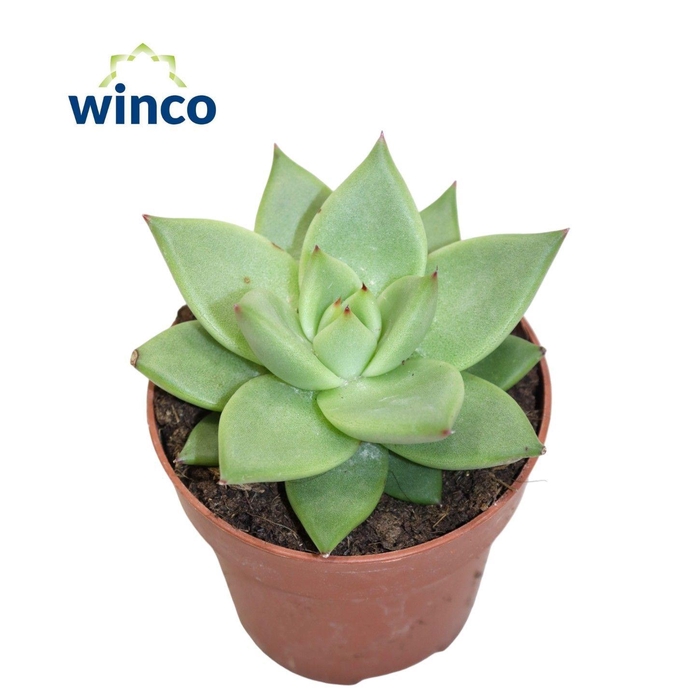 <h4>ECHEV AGAV EBONY</h4>