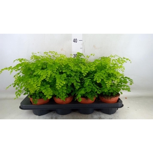 Adiantum raddi. 'Fragrans'