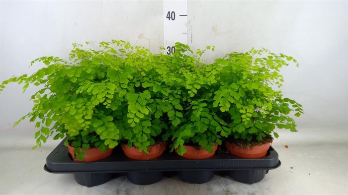 <h4>Adiantum raddi. 'Fragrans'</h4>