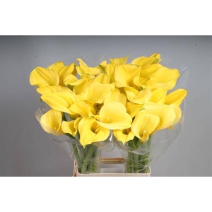 Calla Goldcup