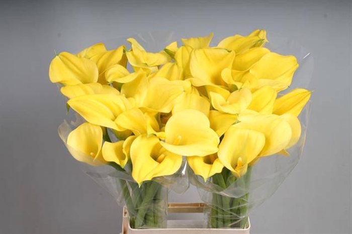 <h4>Calla Goldcup</h4>