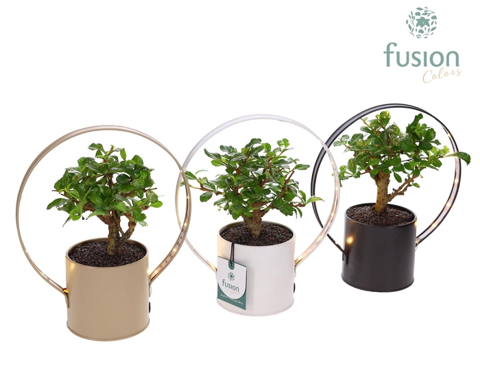 <h4>Zinken LED planter pot met Bonsai</h4>