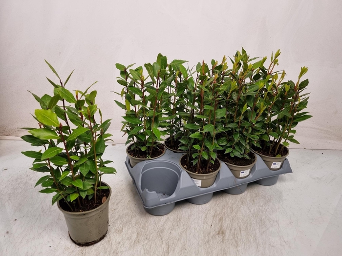 <h4>LAU NOBILIS</h4>