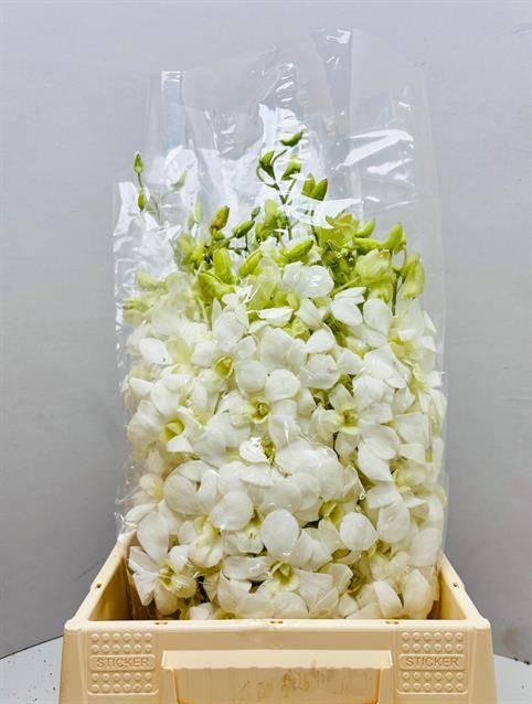 <h4>DENDR M POMP WIT</h4>