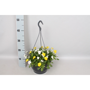 Hangpot 23 cm Viola cornuta Yellow & White