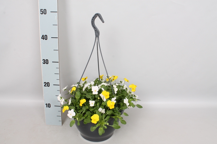 Hangpot 23 cm Viola cornuta Yellow & White