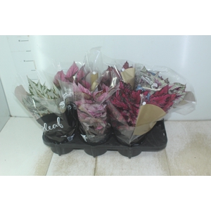 BEGONIA BELEAF P15 PO
